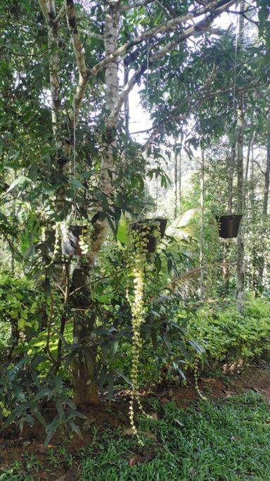 Coffee Camp Home Stay With Tree House Kattappana Exteriör bild