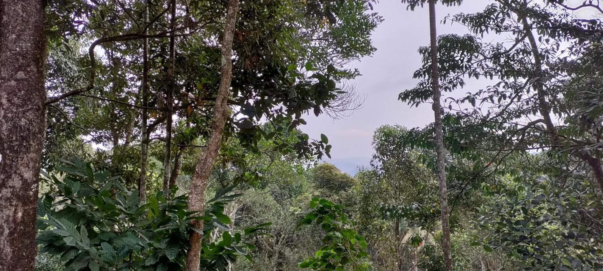 Coffee Camp Home Stay With Tree House Kattappana Exteriör bild