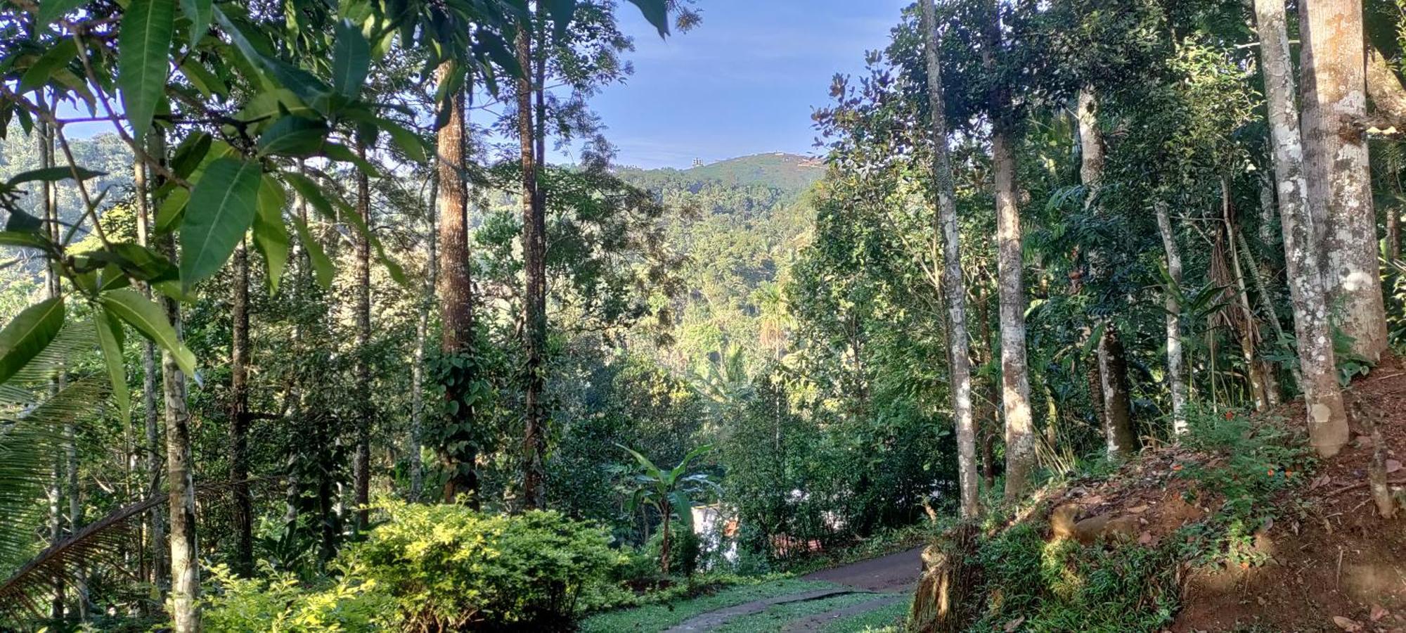 Coffee Camp Home Stay With Tree House Kattappana Exteriör bild